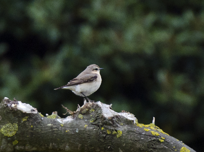 Culbianco e Monachella in migrazione